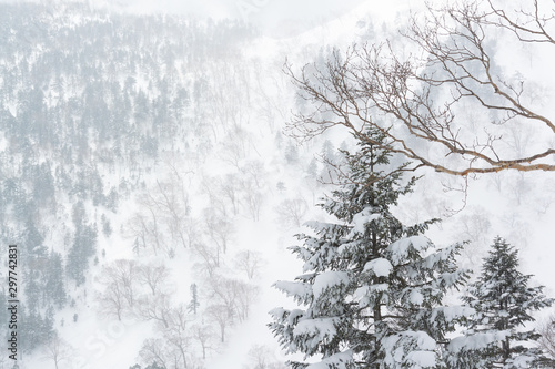 snow white mountain, back country, japan