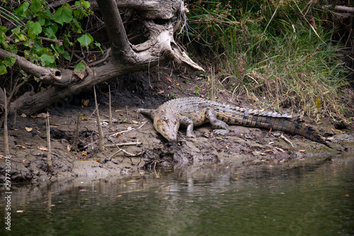 Saltwater crocodile in the Daintree River  Queensland  Australia