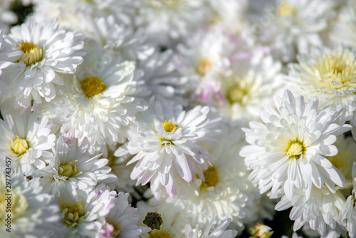 Bouquet of white chrysanthemums shot close-up 