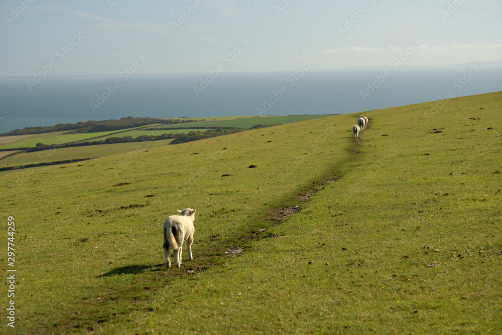 Fototapeta premium Sheep on Ballard Down above Corfe on the Dorset coast