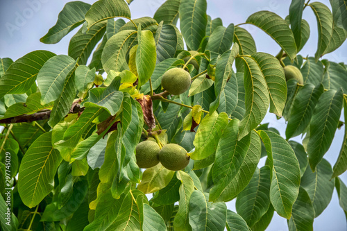 fresh ripe walnuts on tree