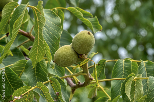 fresh ripe walnuts on tree