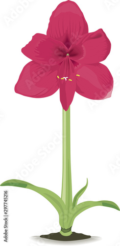 one giant red amarylis flower on a green background of blurred folliage in a naural garden setting