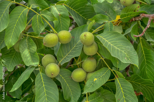 fresh ripe walnuts on tree
