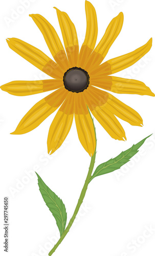 Bright yellow rudbeckia or Black Eyed Susan flowers in the garden