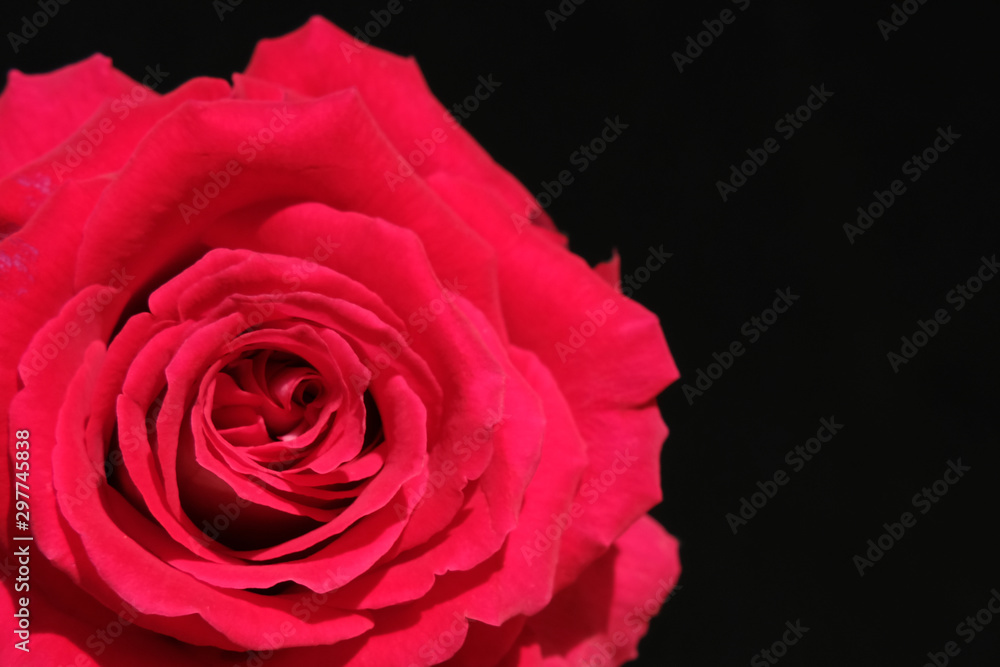 Close up red rose petals with dark black background blank space Close up red rose petals with dark black background blank space
