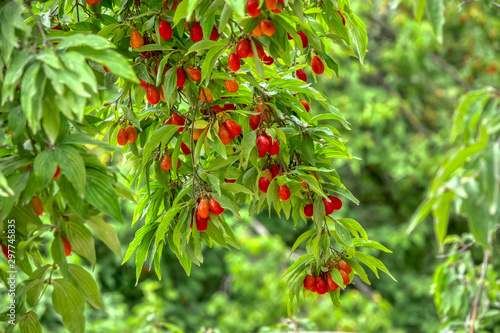 cranberry fruit on tree branch