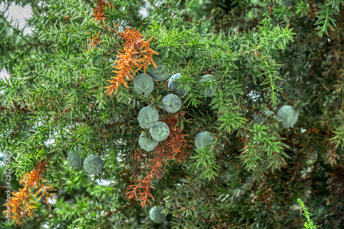 cranberry fruit on tree branch
