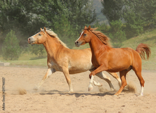  horses of different breeds - the English thoroughbred and the haflinger gallop in the mountains at full speed  horse friends run and play together  such a different friendship 
