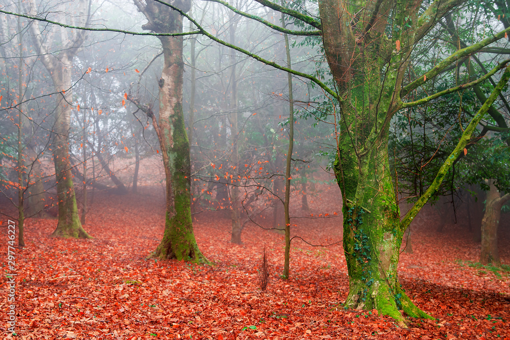Fototapeta premium monte otoño niebla arboles 