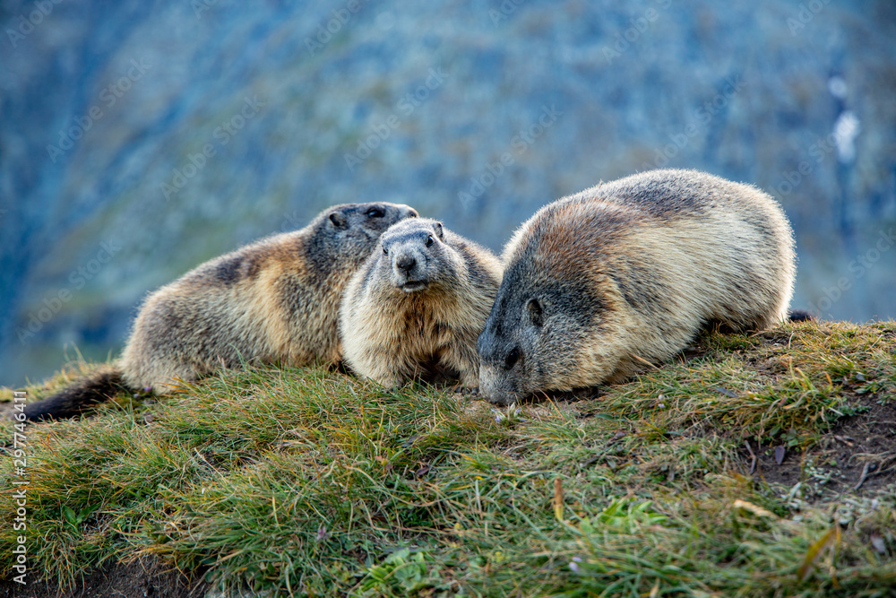 Free living marmot in natural environment Free living marmot in natural environment