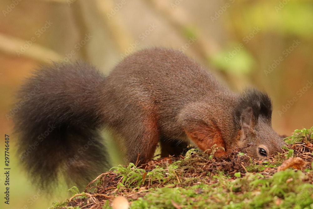 Eichhörnchen Eichhörnchen