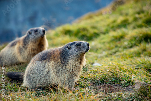 Free living marmot in natural environment