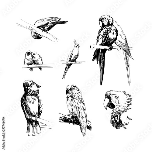 Vector illustration. Hand-drawn sketch birds.  Monochrome black and white parrots: budgerigar, cockatoo, macaw, corella, lovebird, jaco.