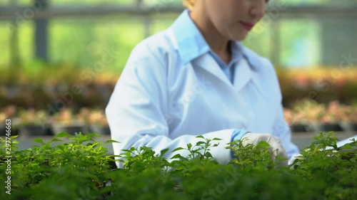 Agricultural biologist checking soil temperature in greenhouse, climate control