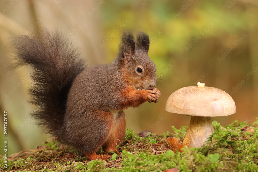 Eichhörnchen Eichhörnchen