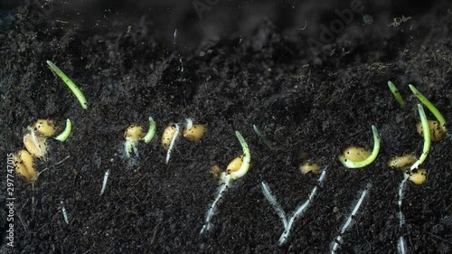 Timelapse shooting of wheat germination in macro