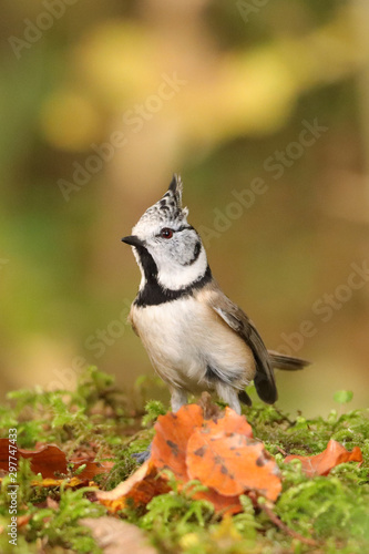 Haubenmeise (Lophophanes cristatus) photo