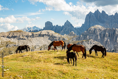 Horses high up in the Dolomites