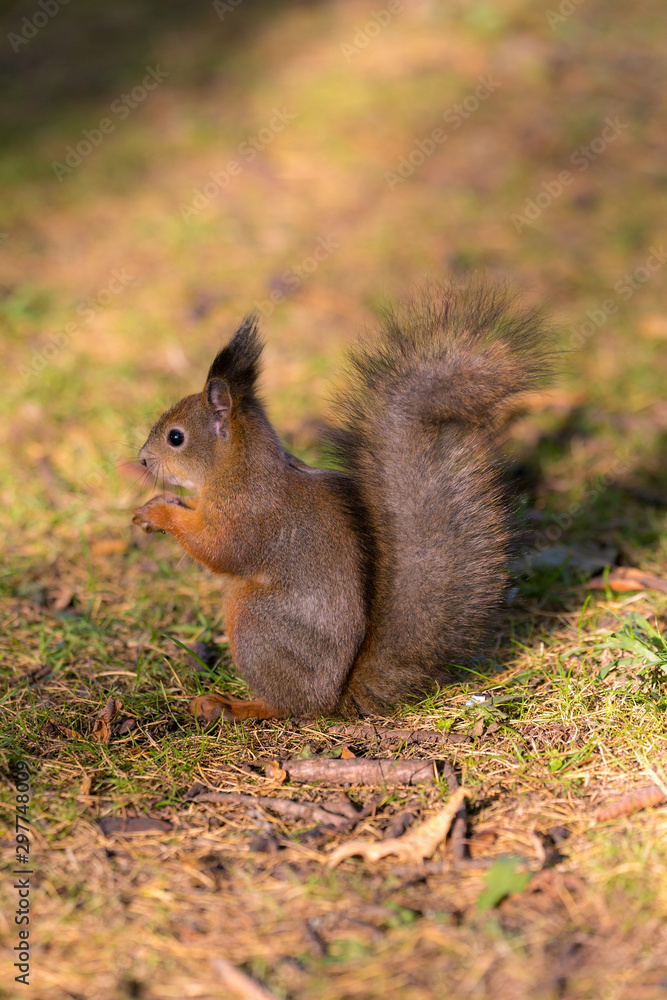 portrait of a squirrel on the ground portrait of a squirrel on the ground