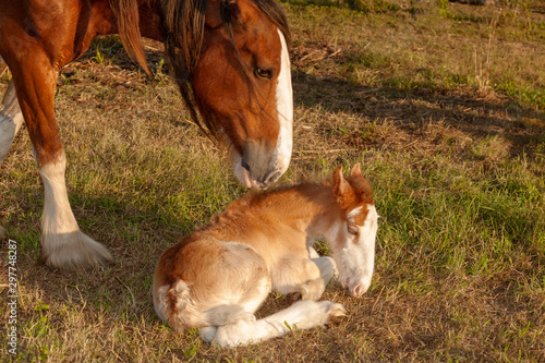 Canvas Print newborn foal clydesdale horse