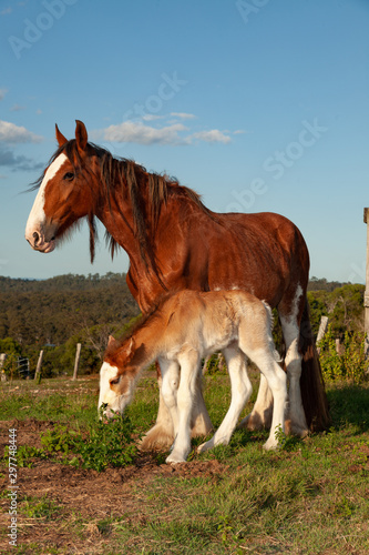 Fotografija newborn foal clydesdale horse