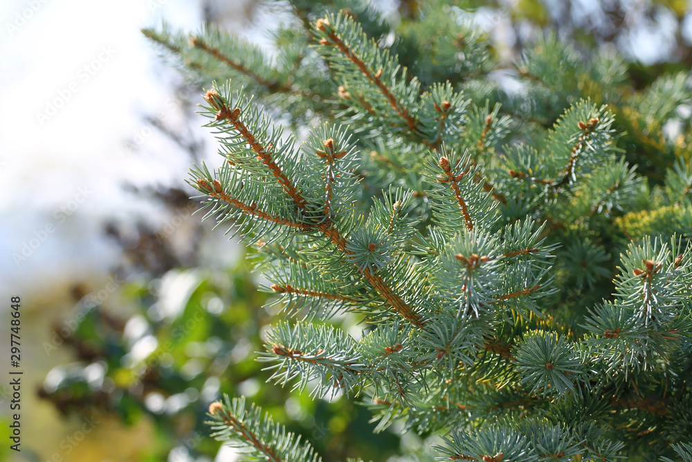 Coniferous background, branches of spruce, blue spruce Coniferous background, branches of spruce, blue spruce