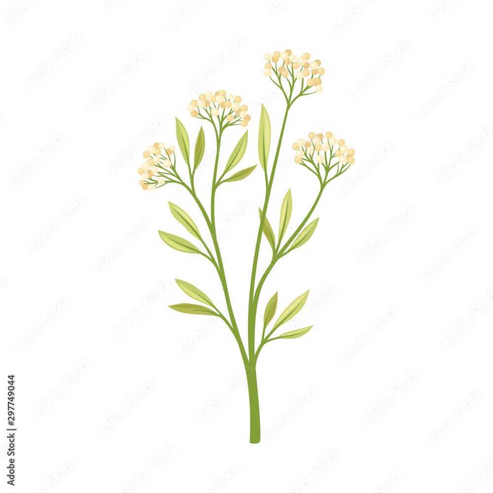 Small beige berries on a stalk. Vector illustration on a white background. Small beige berries on a stalk. Vector illustration on a white background.