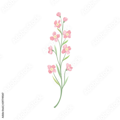 Pink flowers on a thin stalk. Vector illustration on a white background.
