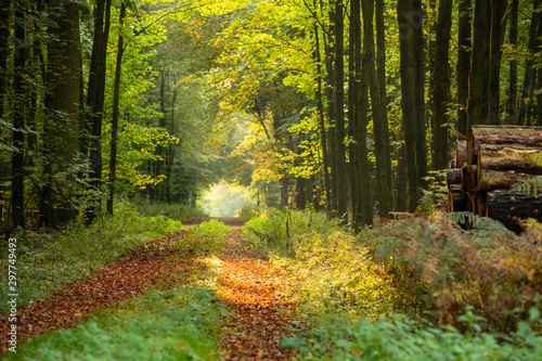 Schilderij op canvas Herbstwald im Münsterland