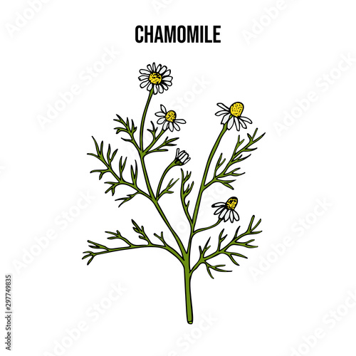 Chamomile or camomile Matricaria chamomilla , medicinal plant