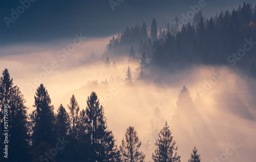 Spruce trees through the morning fog in light rays on mountain top at autumn foggy sunrise.
