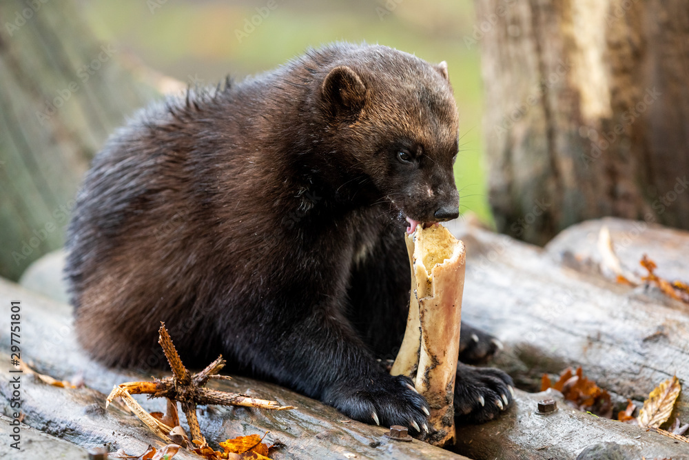 Wolverine eating in the forest during the autumn