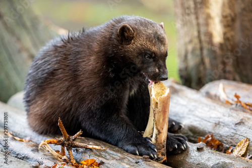 Obraz na płótnie Wolverine eating in the forest during the autumn w salonie