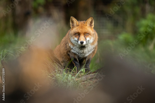 Portrait of a Red fox in the forest during the autumn