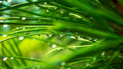 water drops on green leaf иголки кедра