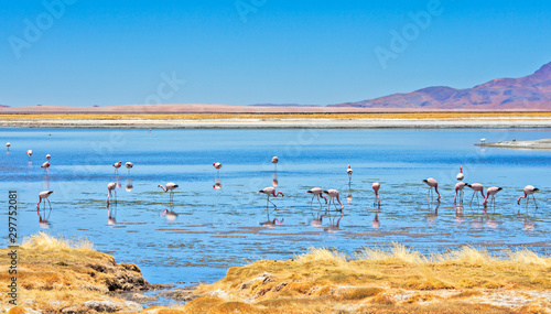 Flamingos feeding at Salar de Tara (Tara Salt Flat) in Los Flamencos National Reserve, Atacama desert, Chile