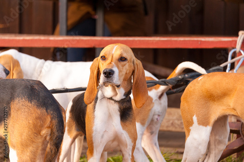 Foxhounds ( beagles) on leads waiting for parforce hunting during sunny day in autumn. Concepts: impatient, british breed, outdoor, beautiful photo