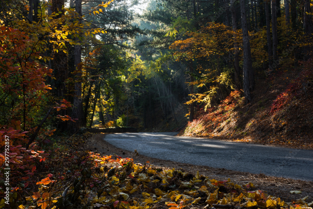 Obraz premium Autumn forest with road and fallen leaves