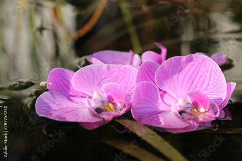 the relaxing tranquility of orchids in nature and sunlight