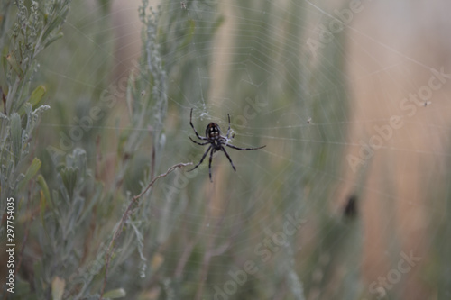 Spider(s) © fotoneurotic