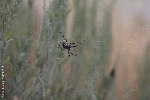 Spider(s) © fotoneurotic