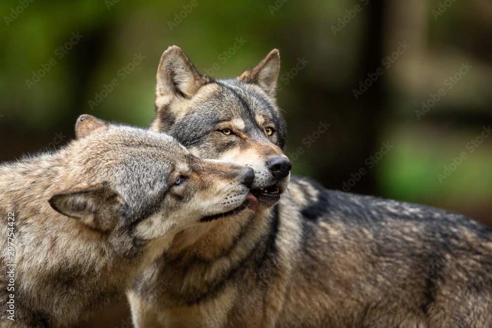 Two Grey wolf happy in the forest