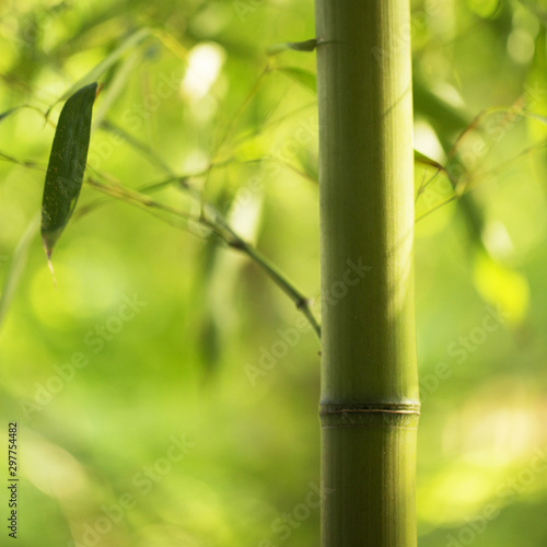 Bamboo park, close-up.