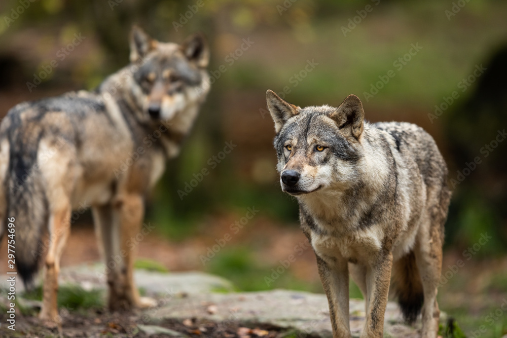 Grey wolf in the forest