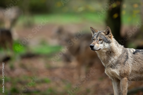 Obraz na płótnie Grey wolf in the forest w salonie