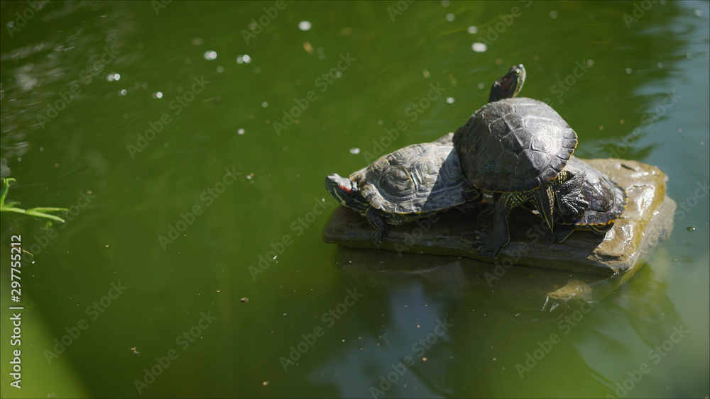 Turtles sitting on a stone and basking in the sun. Little turtles bask in the sun on the lake. Turtles sitting on a stone and basking in the sun. Little turtles bask in the sun on the lake.