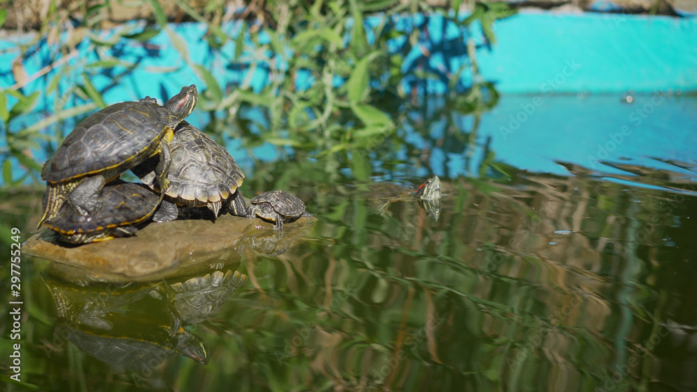 Turtles sitting on a stone and basking in the sun. Little turtles bask in the sun on the lake. Turtles sitting on a stone and basking in the sun. Little turtles bask in the sun on the lake.