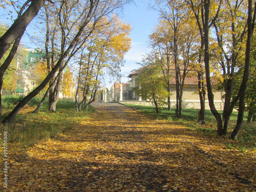 Fototapeta premium autumn in the park