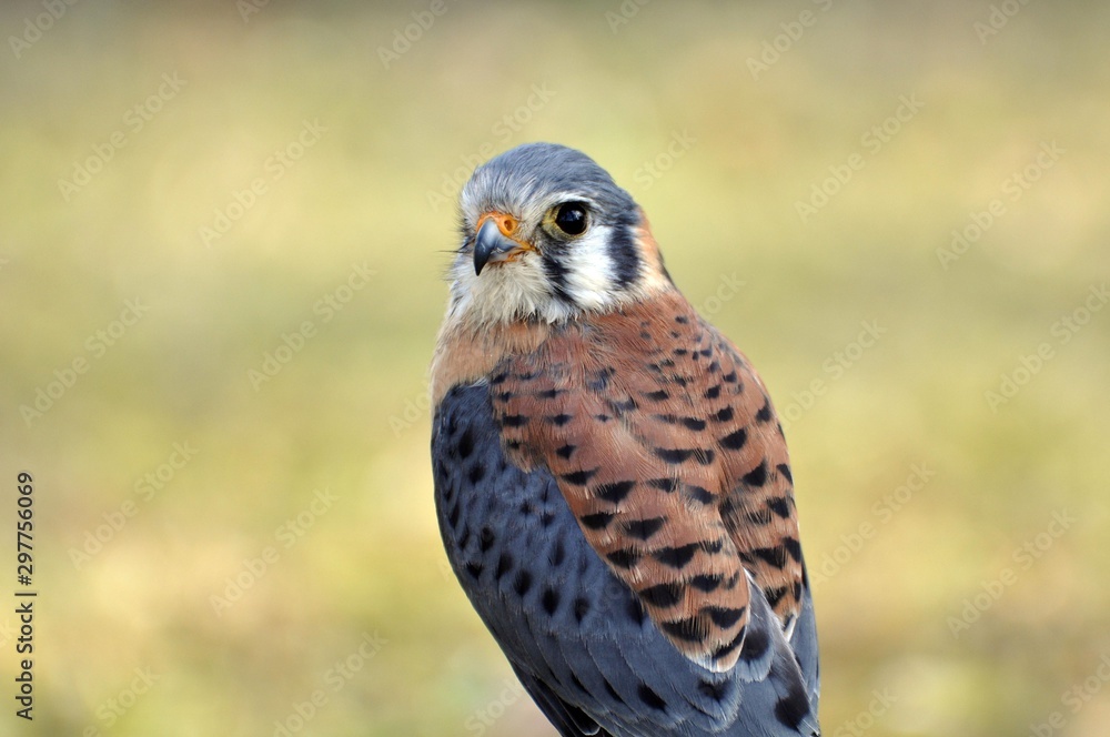 Buntfalke Buntfalke
